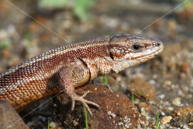 Levendbarende hagedis (Zootoca vivipara)