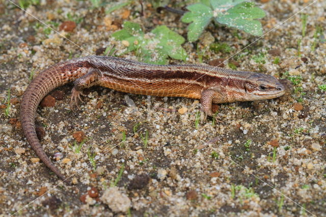 Levendbarende hagedis (Zootoca vivipara)