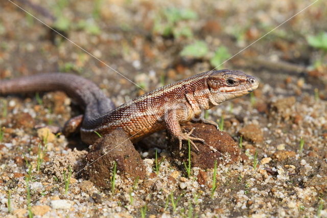 Levendbarende hagedis (Zootoca vivipara)