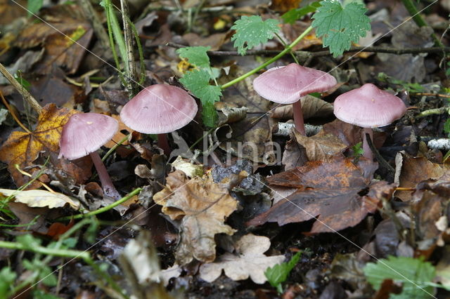 Lila satijnvezelkop (Inocybe geophylla var. lilacina)