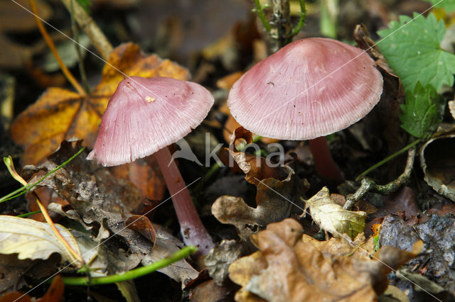 Lila satijnvezelkop (Inocybe geophylla var. lilacina)