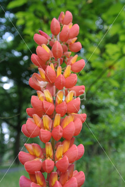 Lupine (Lupinus spec.)