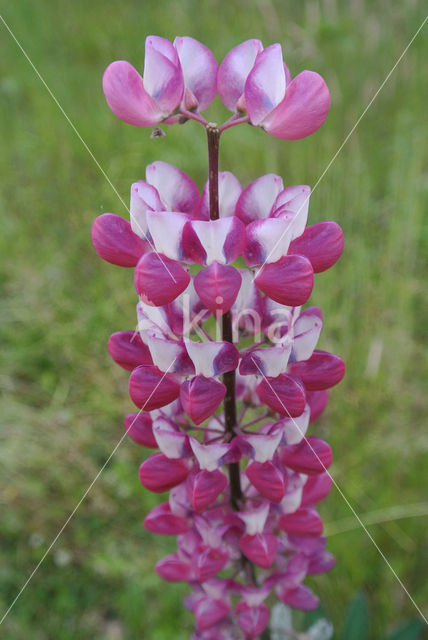 Lupine (Lupinus spec.)