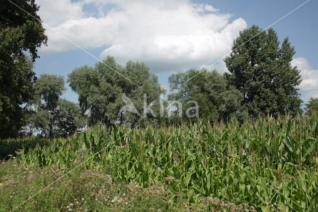 Mais (Zea mays)