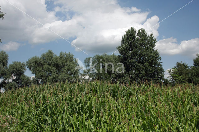 Mais (Zea mays)