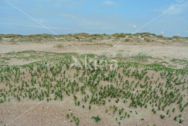 Sea Milkwort (Glaux maritima)