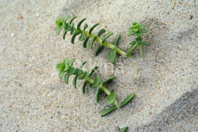 Sea Milkwort (Glaux maritima)