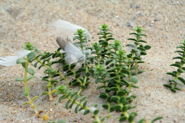 Melkkruid (Glaux maritima)