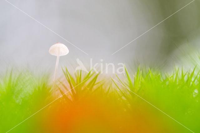 milking bonnet (Mycena galopus)