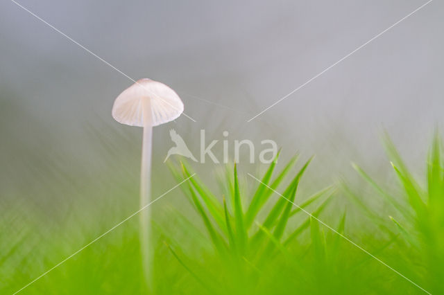 Melksteelmycena (Mycena galopus)