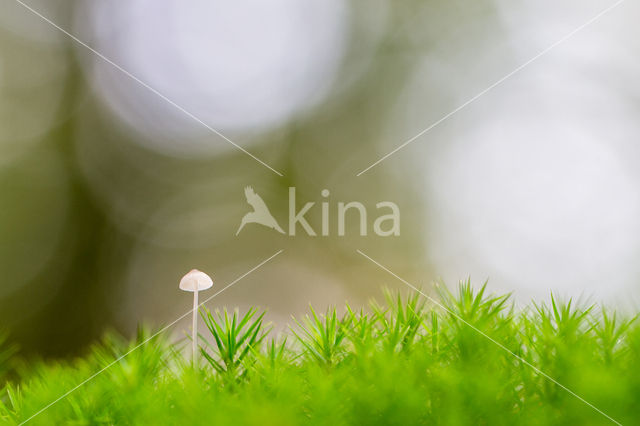 milking bonnet (Mycena galopus)