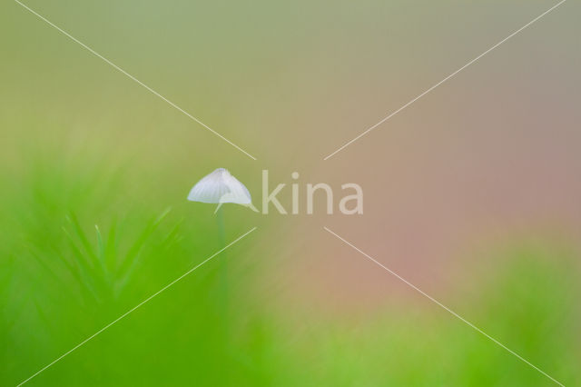 milking bonnet (Mycena galopus)