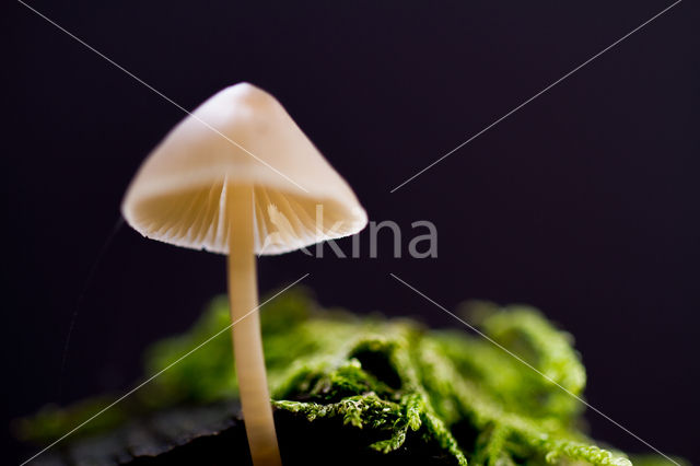 Melksteelmycena (Mycena galopus)