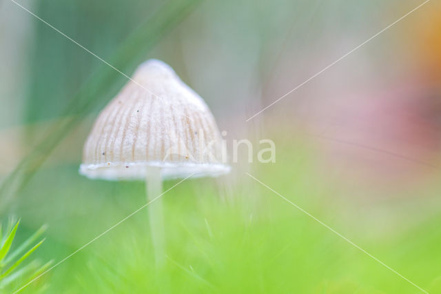 Melksteelmycena (Mycena galopus)