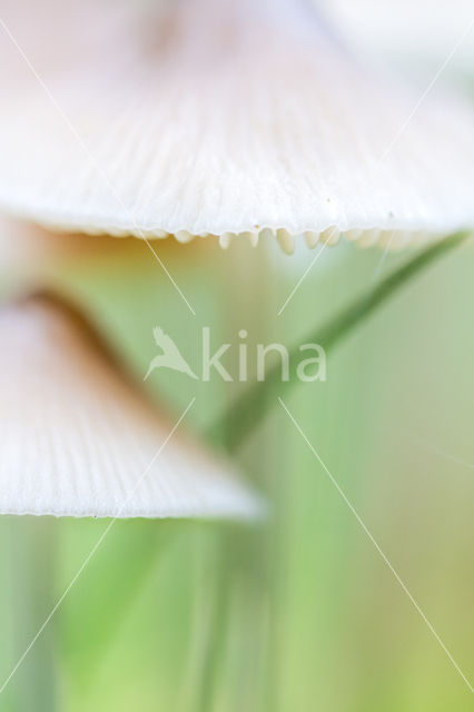 Melksteelmycena (Mycena galopus)