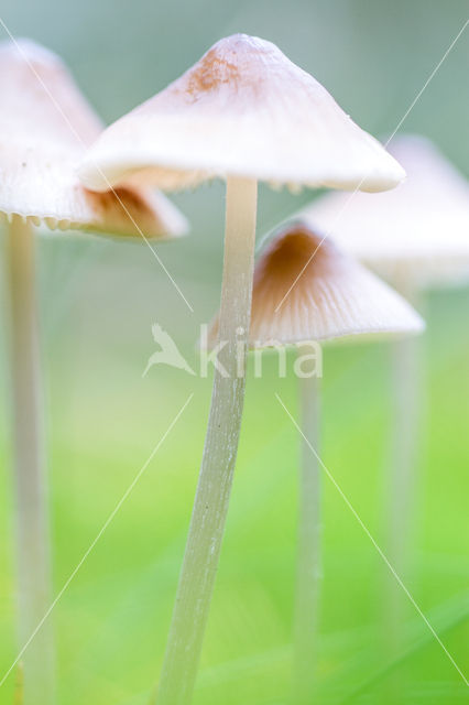 Melksteelmycena (Mycena galopus)