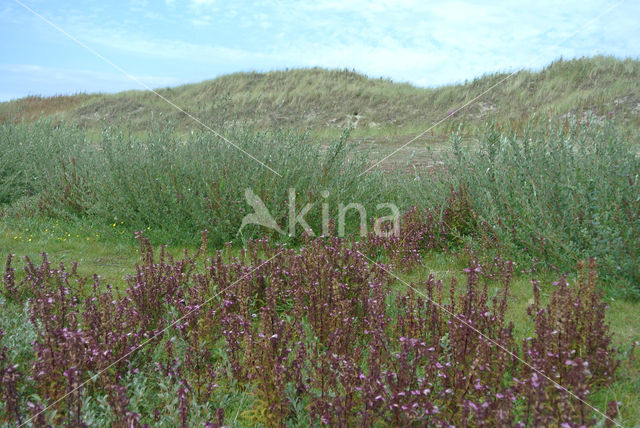 Moeraskartelblad (Pedicularis palustris)