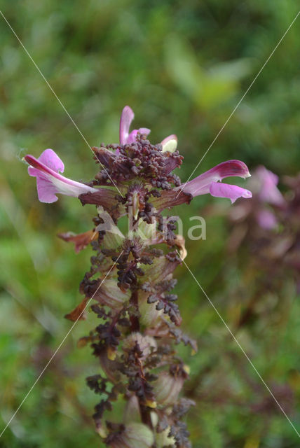 Moeraskartelblad (Pedicularis palustris)