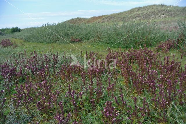 Moeraskartelblad (Pedicularis palustris)