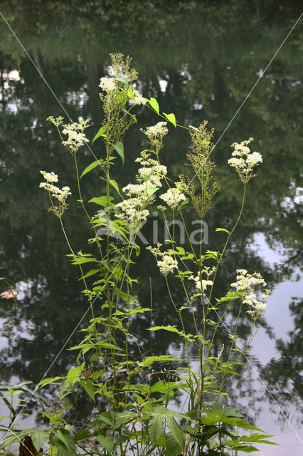 Moerasspirea (Filipendula ulmaria)