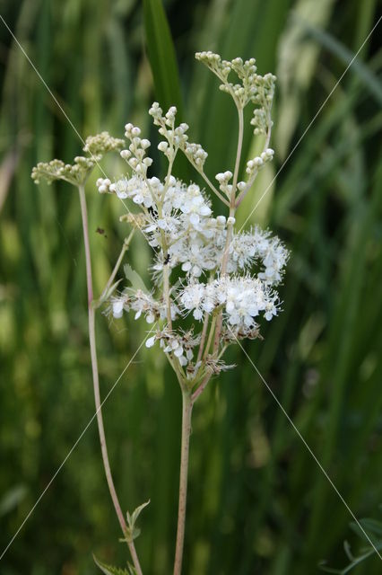 Moerasspirea (Filipendula ulmaria)