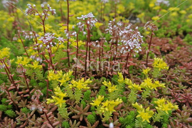 Muurpeper (Sedum acre)