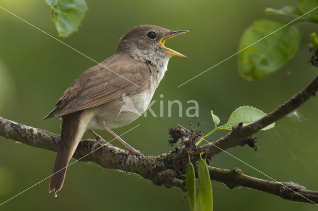 Common Nightingale (Luscinia megarhynchos)