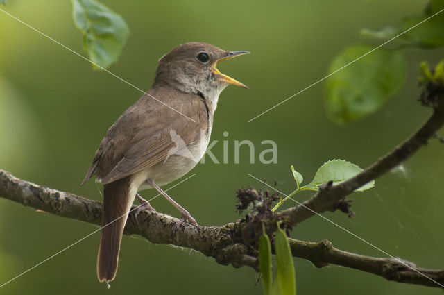 Common Nightingale (Luscinia megarhynchos)