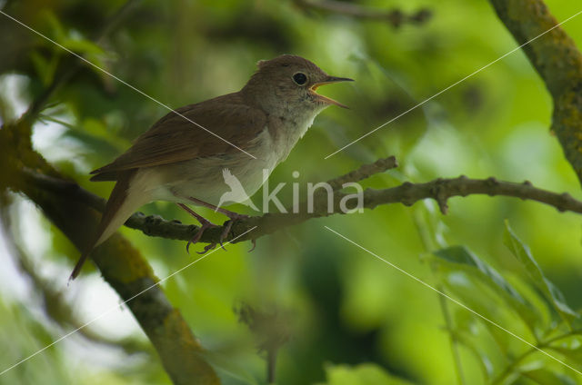 Common Nightingale (Luscinia megarhynchos)