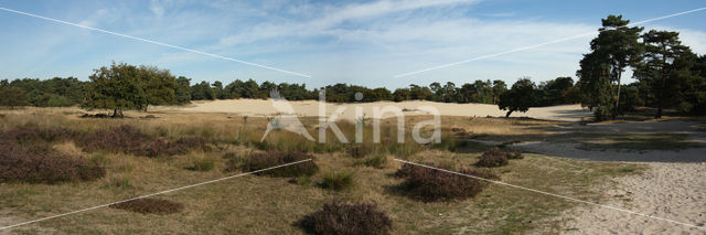 National Park Loonse en Drunense Duinen