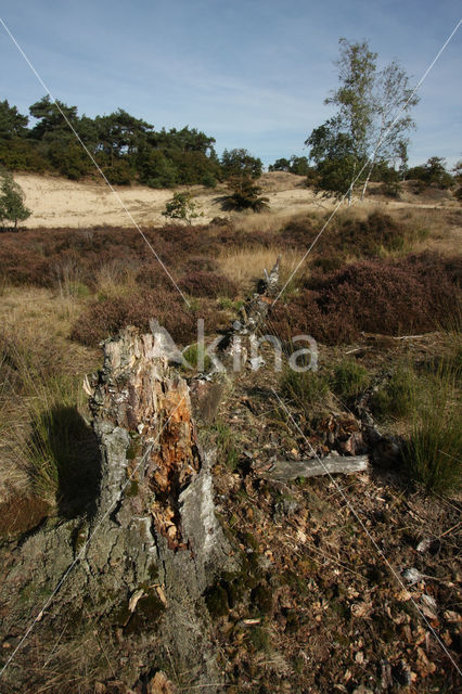 National Park Loonse en Drunense Duinen