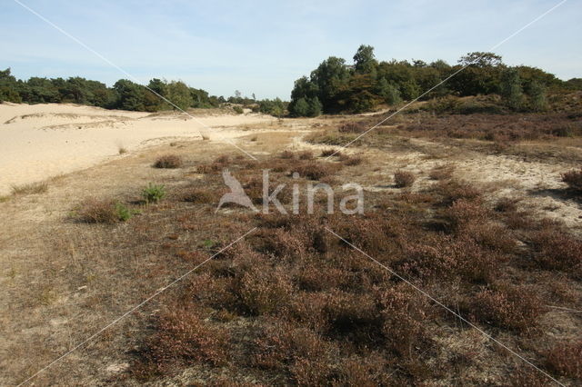 National Park Loonse en Drunense Duinen