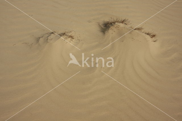 National Park Loonse en Drunense Duinen