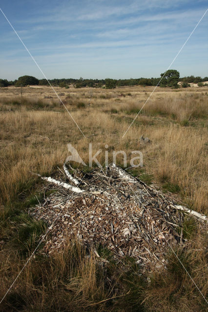 National Park Loonse en Drunense Duinen