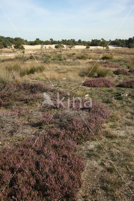 National Park Loonse en Drunense Duinen