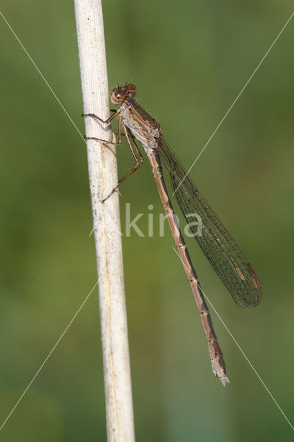 Siberian winter Damselfly (Sympecma paedisca)