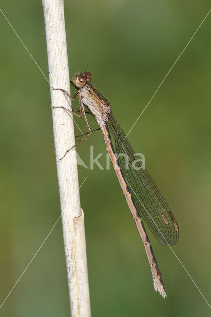 Siberian winter Damselfly (Sympecma paedisca)