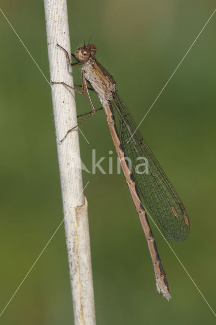 Siberian winter Damselfly (Sympecma paedisca)