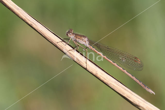 Siberian winter Damselfly (Sympecma paedisca)