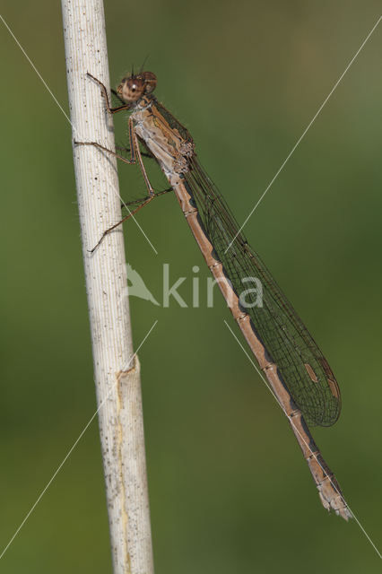 Siberian winter Damselfly (Sympecma paedisca)