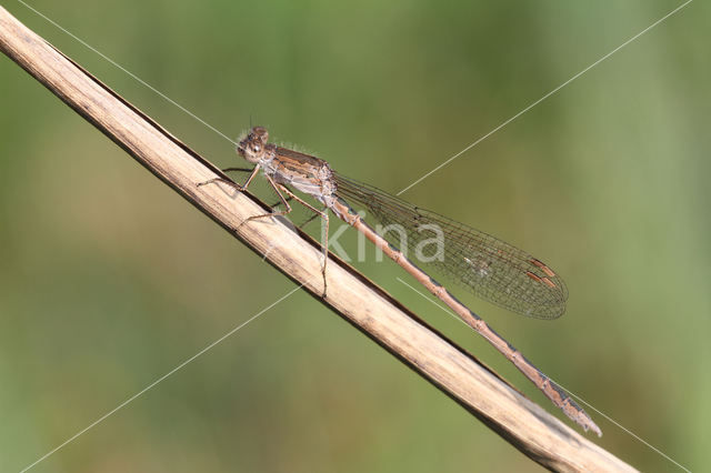 Noordse winterjuffer (Sympecma paedisca)