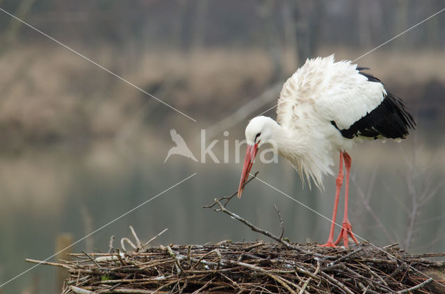 Ooievaar (Ciconia ciconia)