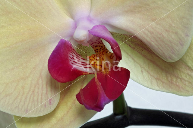 Orchid  Butterfly waltz (Phalaenopsis)