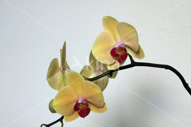 Orchid  Butterfly waltz (Phalaenopsis)