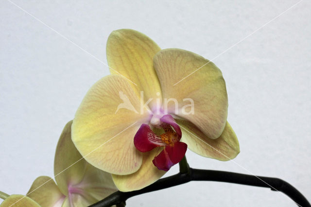 Orchid  Butterfly waltz (Phalaenopsis)