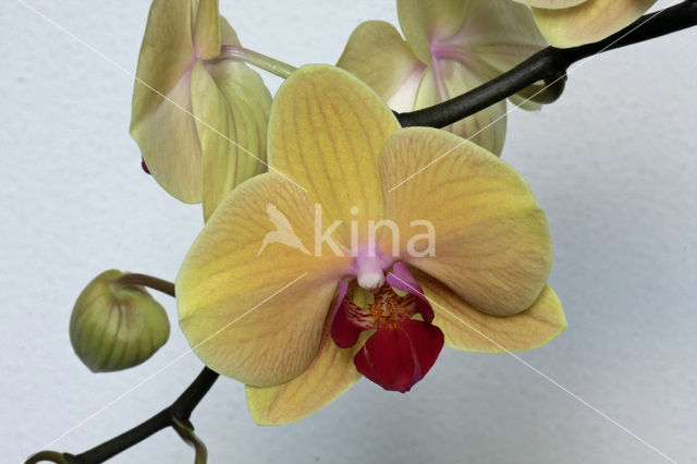 Orchid  Butterfly waltz (Phalaenopsis)
