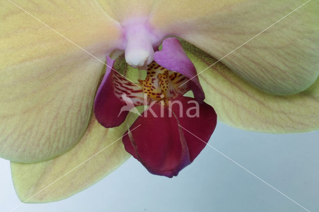 Orchid  Butterfly waltz (Phalaenopsis)