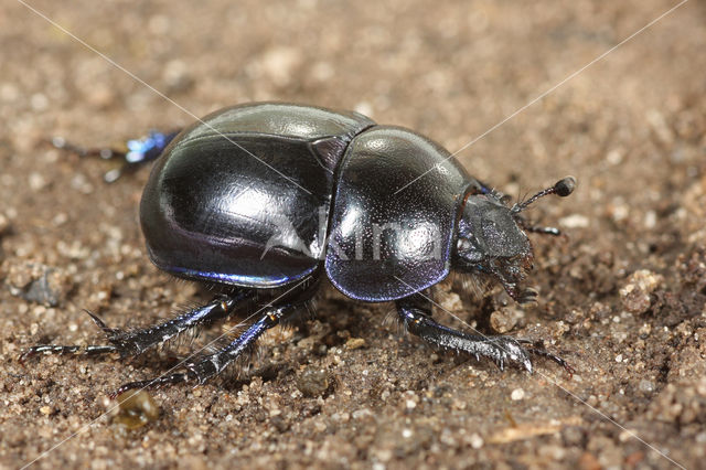 Paardenmestkever (Geotrupes vernalis)