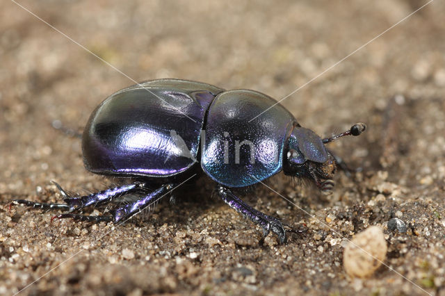 Common Dor Beetle (Geotrupes vernalis)