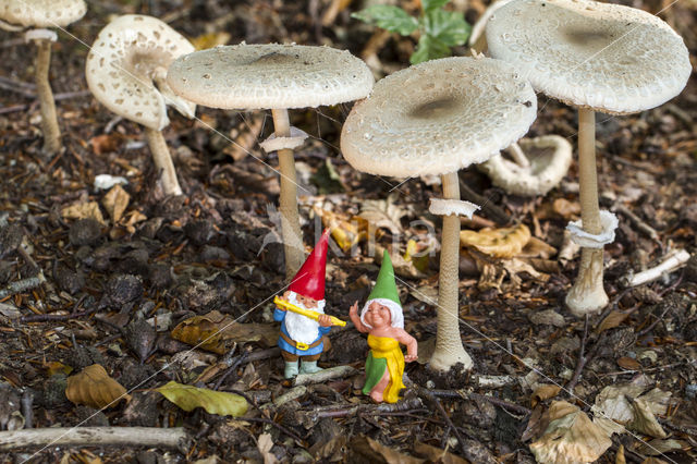 Mushroom
